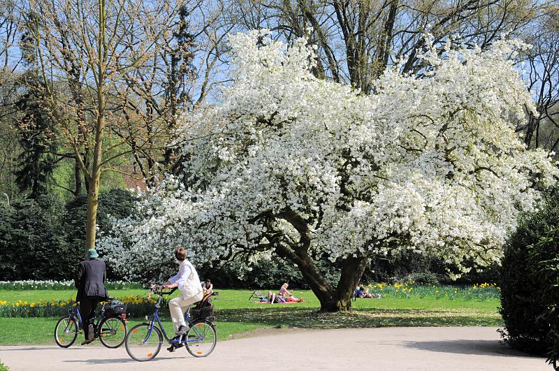 2050_6490 bluehender Magnolienbaum - Radfahrer-in im Hamburger Stadtpark. | Fruehlingsfotos aus der Hansestadt Hamburg; Vol. 2